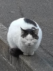 【お題日記】話せるなら何語がいい？