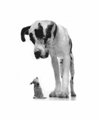 【お題日記】大きいほうが好き？