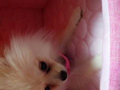 【お題日記】ペット飼ってる？