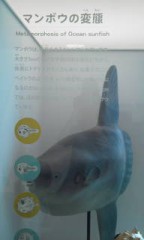 マンボウと同種です