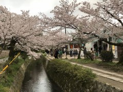 春の京都