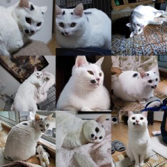 【お題日記】今スマホにこんな写真入ってます