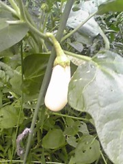 なすなす、しろいなす。