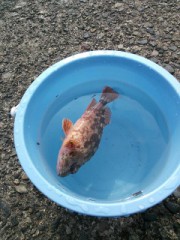 【お題日記】あなたの好きな飲料水おしえて！