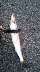 【お題日記】お酒は人生に必要だと思いますか？