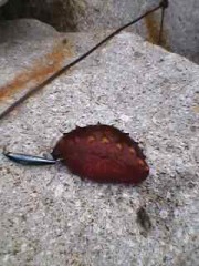 【お題日記】甘えるのと甘えられるのどっちが好き？