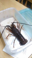 【お題日記】どんな感触、好きですか？