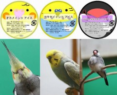 【お題日記】インコ風味アイス、食べてみたい？