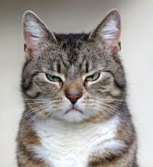 【お題日記】自分が思う一番かわいい動物は？