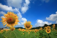 今日の静岡早朝版～月明かりの下で