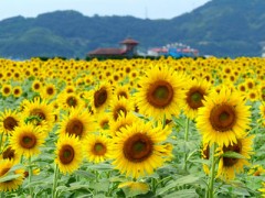 やーーーー！！有馬記念！！