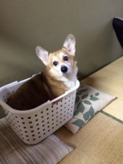 【お題日記+α】好きな人がHだったら嬉しい？