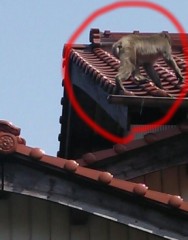 突然、お猿さんと遭遇！？