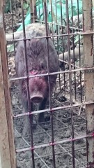 【お題日記】今日は節分。豆まきしますか？