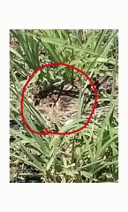 【お題日記】虫って触れる？