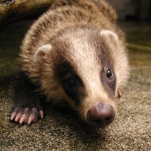 【お題日記】Hの時の自分を動物に例えたら