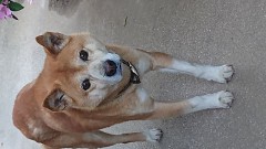 【お題日記】ペットにつけたい名前は？