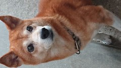 【お題日記】最近野良犬って見かけた？