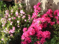 【お題日記】何か植物育ててる？