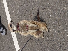 【お題日記】キュンしちゃう動物