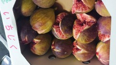 【お題日記】最近爆買いしたもの