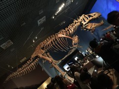 【お題日記】お気に入りの動物動画貼って♪