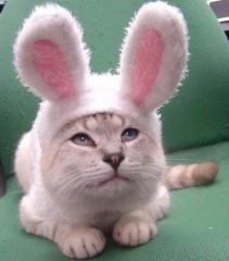 【お題日記】あなたの好きな動物