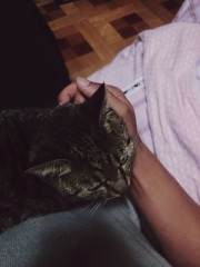 ぬ、ぬこーーーー！！！