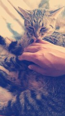 お盆終わりん。