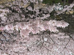 桜見逃した方へ