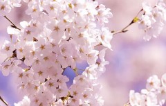 【お題日記】花見の予定は？