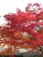 生まれ変わるなら何になりたい？