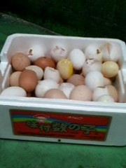 数の子ってこんな大きかったっけ？