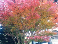 お昼休みに撮った一枚