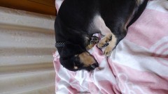 レンタルわんこ