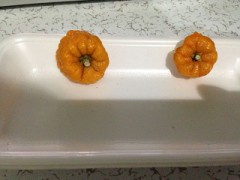 デコポンの末路