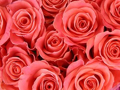 帰ってきました