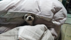 犬U^ェ^U も寒がり？