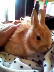 ミニウサギかわゆすー！！！！