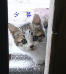 ネコちゃん一家の引越し