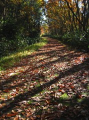 ＳＭ年齢・・その１