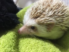 【お題日記】野菜食べてますか？