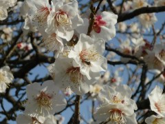 本当に春です。