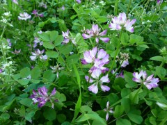 散歩してきました