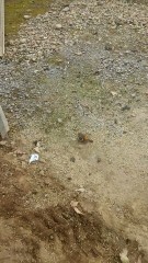 可愛い(。・ω・。)