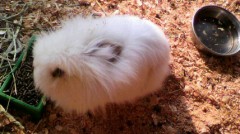 ライオンウサギ