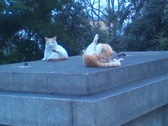 大阪猫スポット