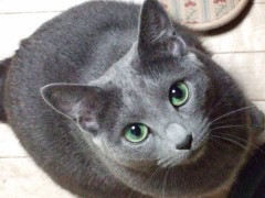 「翼をください」と猫に涙した大阪最後の夜