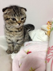 新しい家族です