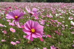 コスモス
